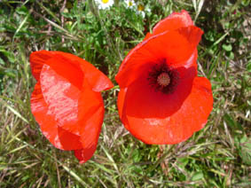 Papaver rhoeas